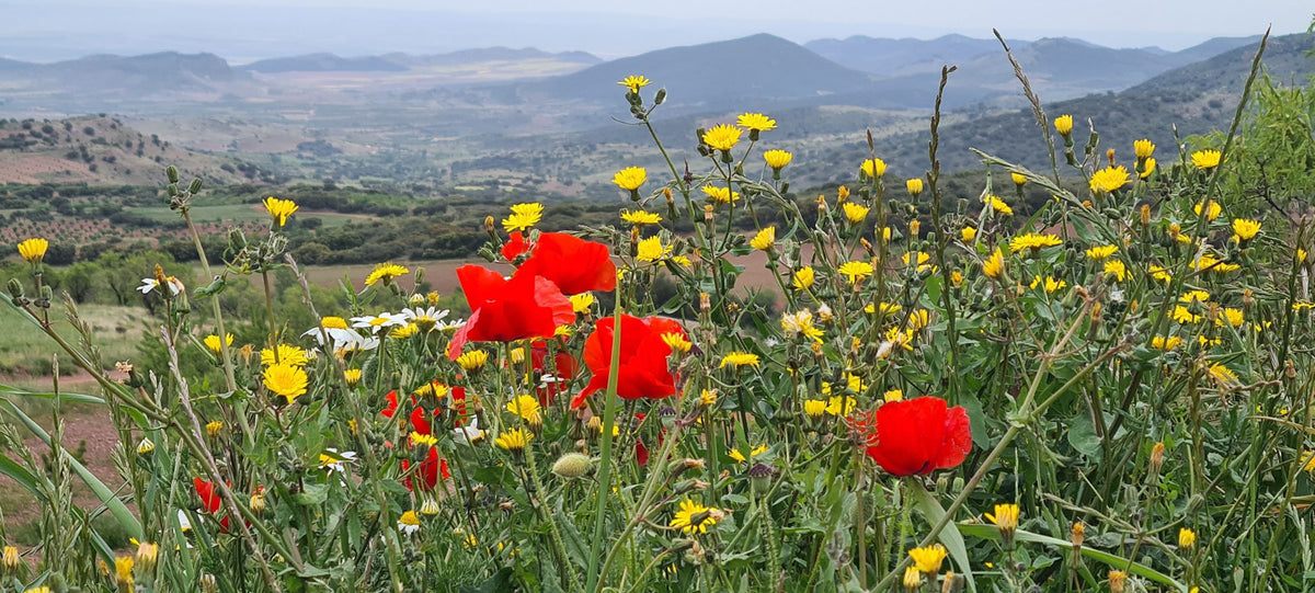 Primavera