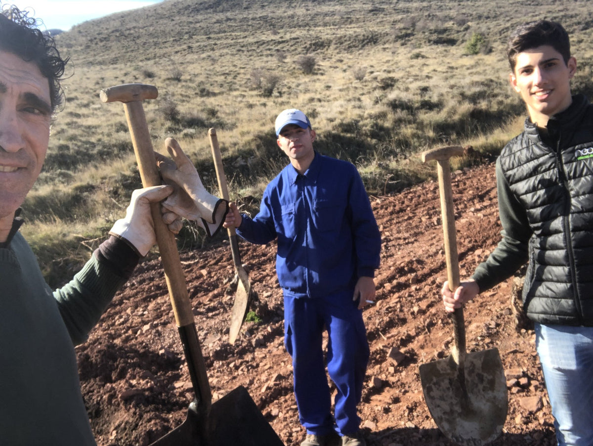 Trabajo con palas durante la replantación