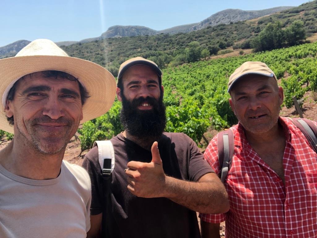 Tres viticultores en el viñedo en verano